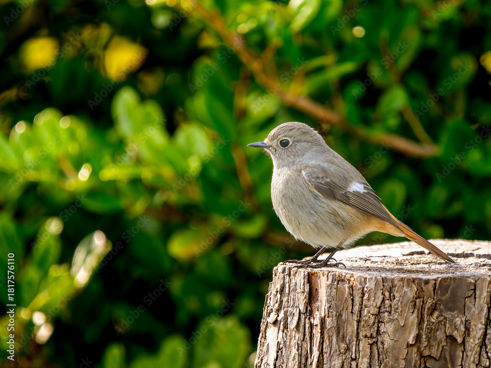 Fototapeta premium 切り株にとまるジョウビタキのメス