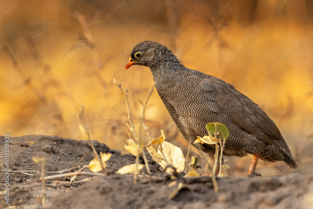 Obraz premium A male Red-billed spurfowl moving and searching for food in dry habitat near Savuti, Chobe National Park in Botswana