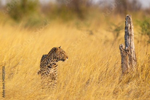 Photography A large predator, the Leopard standing and looking around in dry grass during a