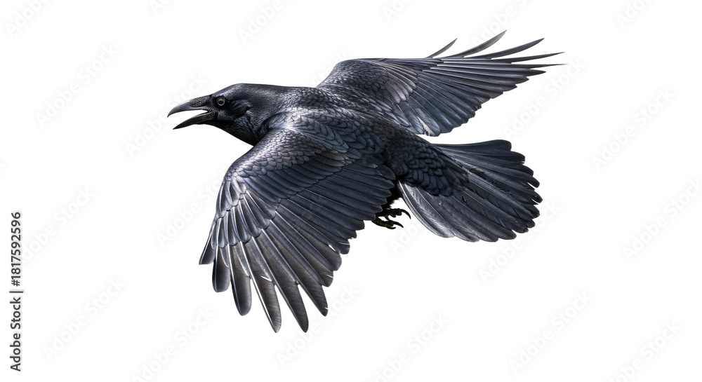 Naklejka premium Black Crow in Flight with Spread Wings 2.
