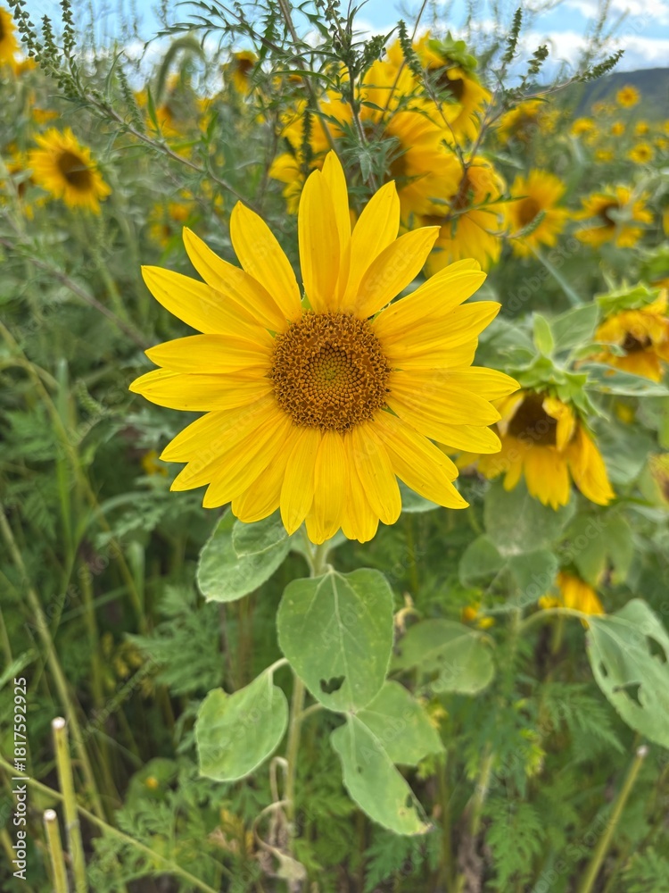 Obraz premium Sunflowers in a field