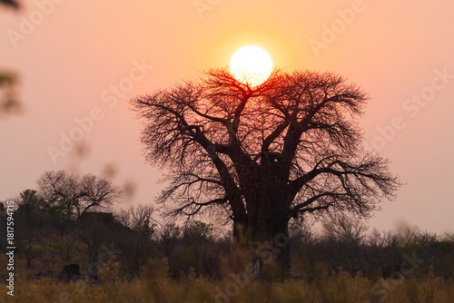 Sunrise over a large Baobab silhouette near Savuti in Chobe National Park, Botswana