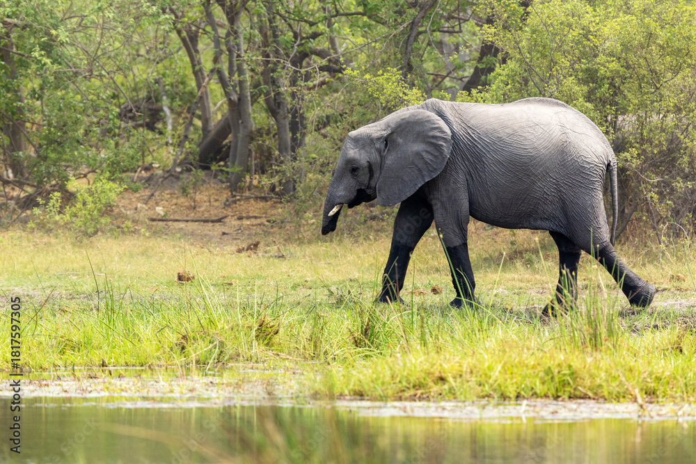 Fototapeta premium A young African bush elephant who has lost most of its trunk walking on a river bank in Khwai in Botswana