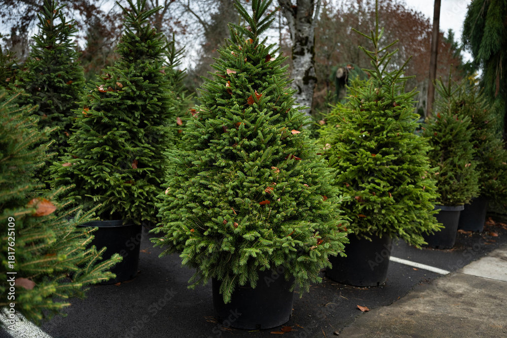 Fototapeta premium Live evergreen Norway Spruce, Picea Abies, in containers sheared and for sale as Christmas trees in an outdoor lot 