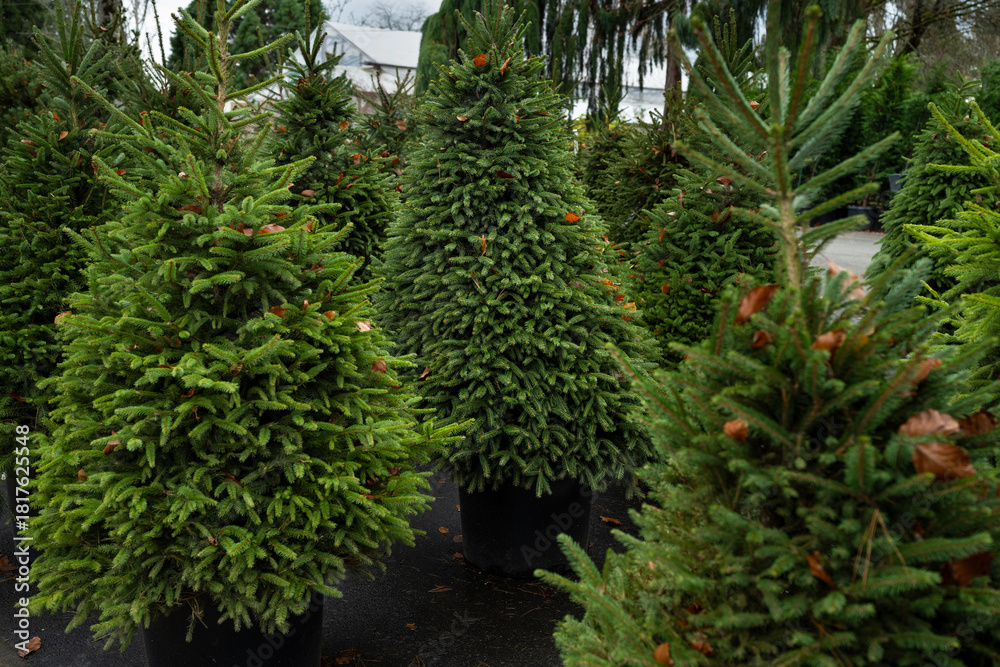 Naklejka premium Live evergreen Norway Spruce, Picea Abies, in containers sheared and for sale as Christmas trees in an outdoor lot