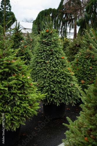 Live evergreen Norway Spruce, Picea Abies, in containers sheared and for sale as Christmas trees in an outdoor lot
