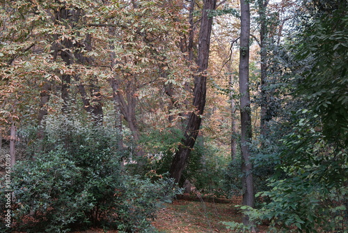 Autumn, forest, El Retiro Park, Madrid, Spain, Europe