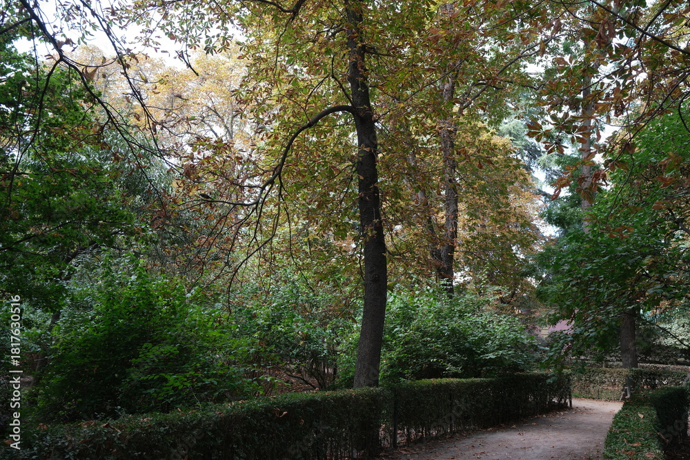 Naklejka premium Autumn, forest, El Retiro Park, Madrid, Spain, Europe
