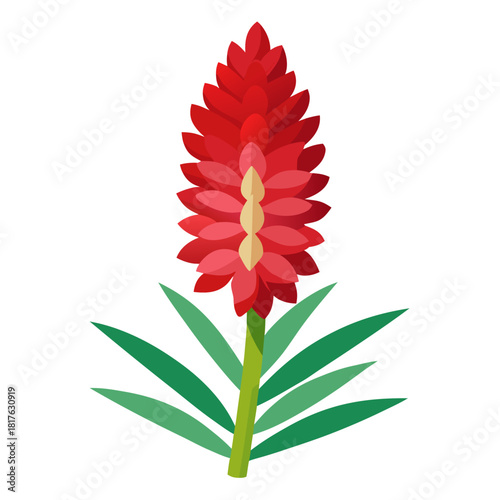 eremurus flower on white background