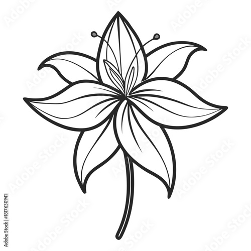 vector illustration of a erythronium albidum flower line art