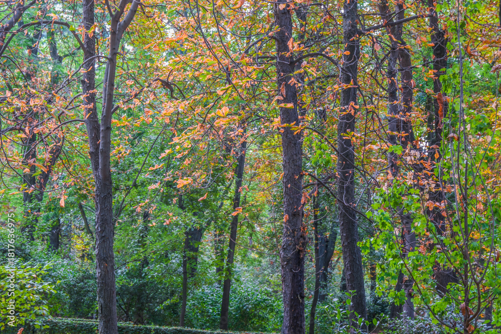 Fototapeta premium Autumn, forest, El Retiro Park, Madrid, Spain, Europe