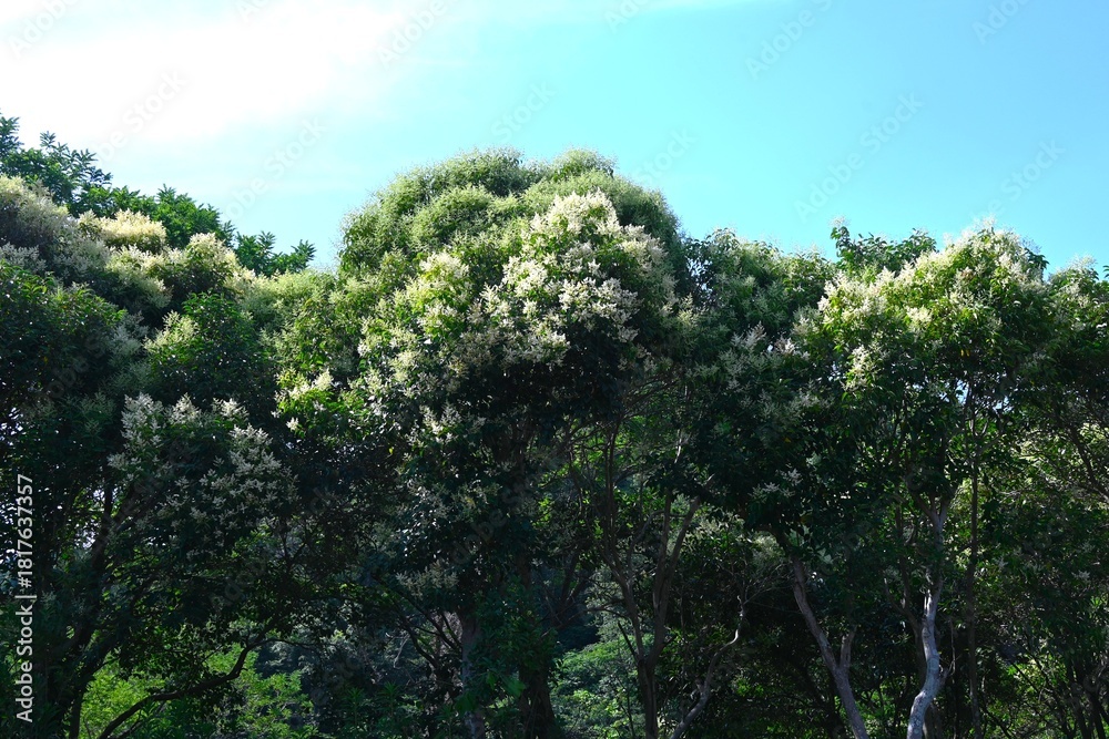 Obraz premium Glossy privet (Ligustrum lucidum). Oleaceae evergreen tree. Numerous yellow-white flowers bloom in panicles around June, and purple-black fruits are produced in late autumn.