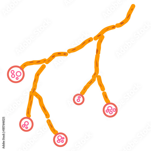 Candida albicans illustration