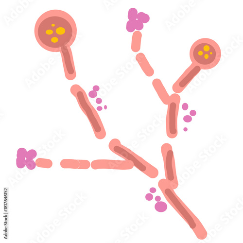 Candida albicans illustration