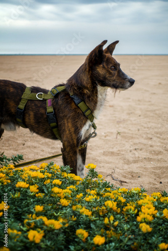 Brindle dog wearing harness standing on sandy beach among yellow