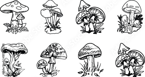 Collection of hand drawn mushroom illustrations in black and white vector
