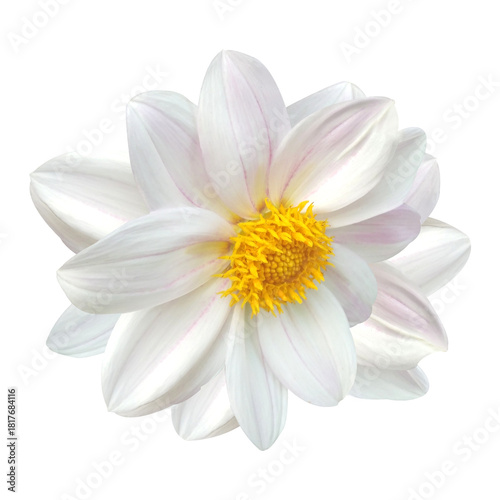 Wallpaper Mural White Dahlia Flower Isolated On White Background Torontodigital.ca