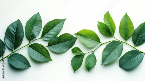 Intricate close-up of vibrant green leaves featuring detailed veins, suitable for nature, wellness, and serenity themes.