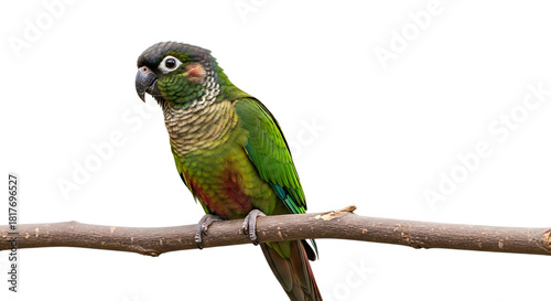 Green Cheek Conure Parrot, perched on a Branch, cutout, PNG isolated on white or transparent background