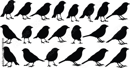 Black Silhouette Bird Set, Sparrow and Finch Vector Graphic Collection of Small Birds Standing, Perching, and Flying Stances for Nature, Wildlife, and Aviary Designs, Isolated on White Background