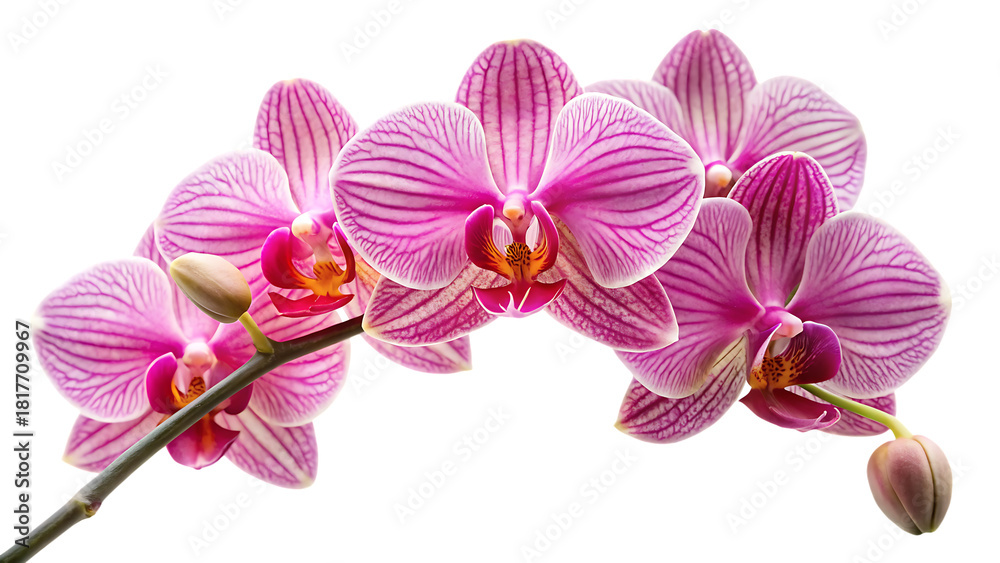 Obraz premium Orchid flowers, cluster of pink and white striped with buds on a stem, cutout, PNG isolated on white or transparent background