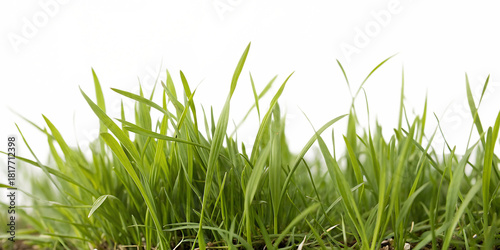 Grass blades, close-up view of vibrant green with blurred abstract background, cutout, PNG isolated on white or transparent background