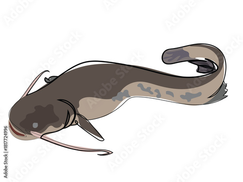 Catfish in continuous line drawing