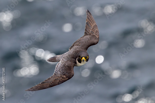 Australian Peregrine Falcon in flight