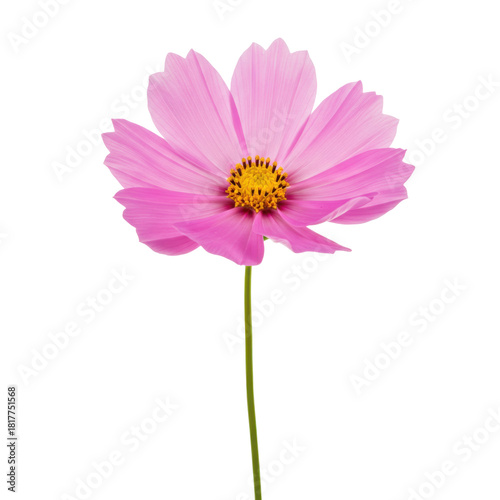 Delicate pink cosmos flower with golden center and slender green stem isolated on white background