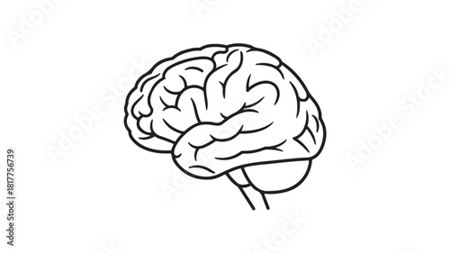 Human brain line art illustration anatomical vector design isolated on white background