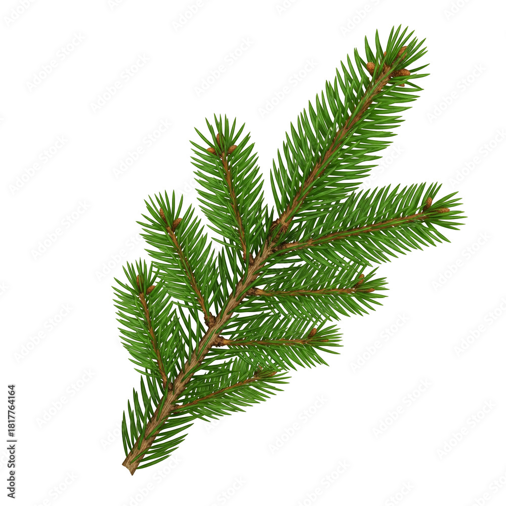Obraz premium pine branch isolated on white background
