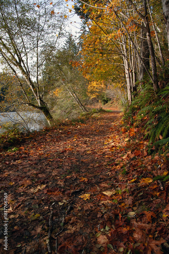 Fototapeta premium Forest path with fall leaves