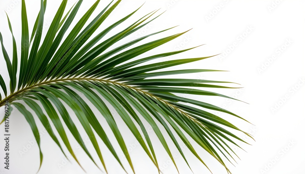 Fototapeta premium A close up of a palm leaf with its natural green hue contrasting against a white background