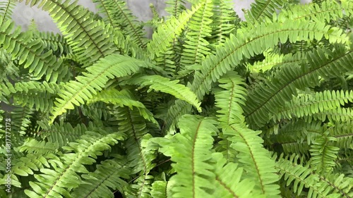 Nephrolepis exaltata, known as the sword fern or Boston fern, is a species of fern in the family Lomariopsidaceae. Close up view. green leaves. leaf. greenery. outdoor. home.