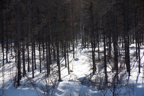 早春のカラマツ林
