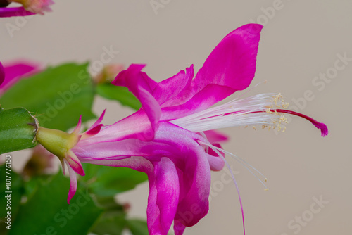 ピンクのサボテンの花

