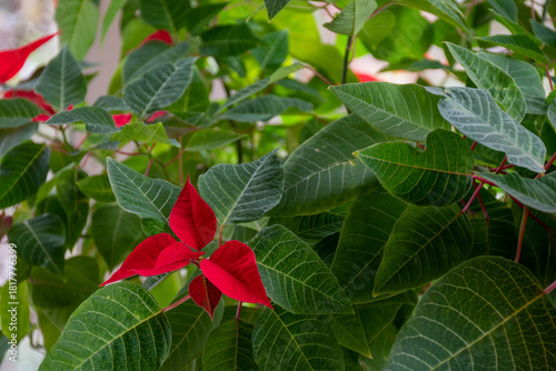 赤い葉のポインセチア

