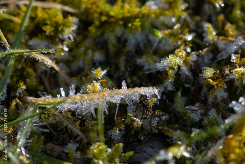 寒い冬の朝のミズゴケに付いた霜
