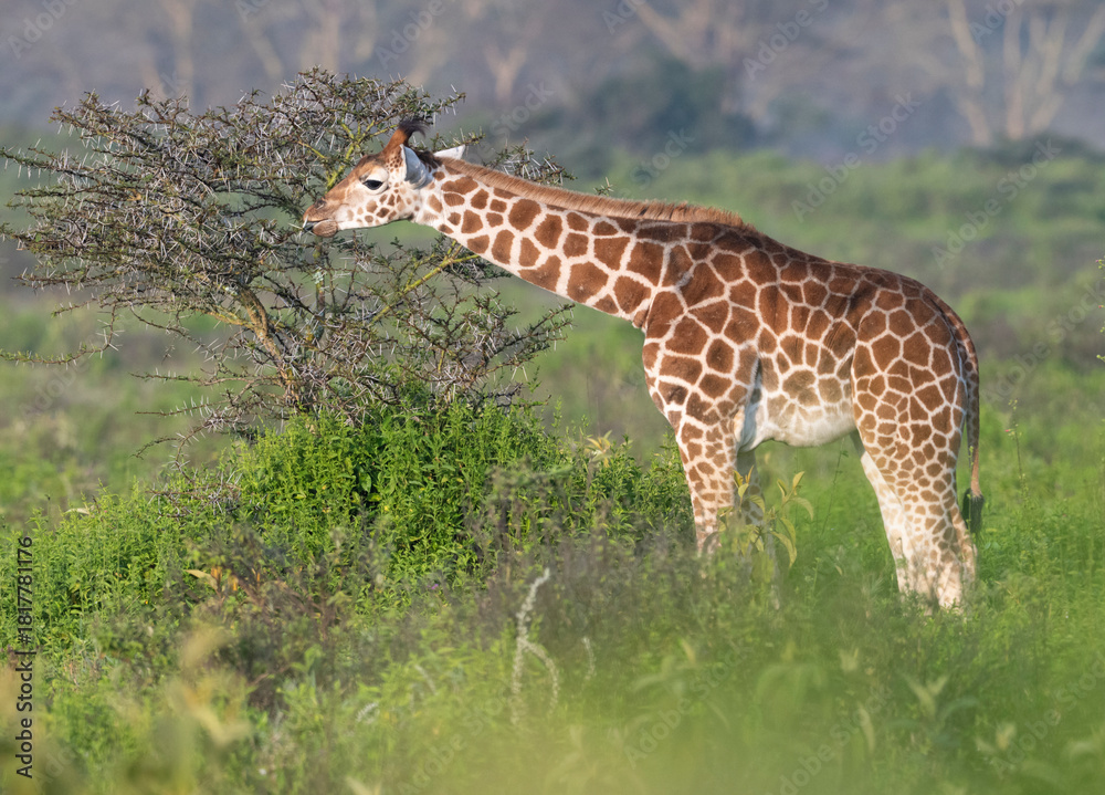 Obraz premium Giraffa camelopardalis camelopardalis (Nubian giraffe), grazing in the bush, Nakuru National Park, Kenya.