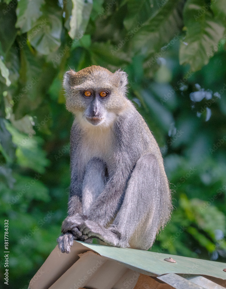 Obraz premium Sykes' monkey or Kolb's White-collared, or Samango Monkey (Cercopithecus mitis albogularis) looking from roof of the gate, Kwale county, Kenya