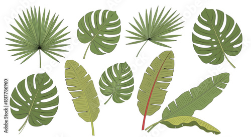 Tropical foliage illustration featuring palm and monstera leaves offering a vibrant botanical