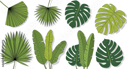 Tropical Leaf Vector Illustration with Palm and Monstera Leaves isolated on white background