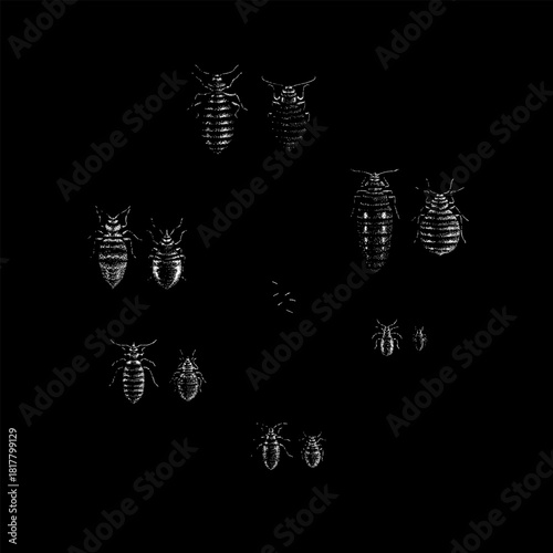 bed bugs in various life stages, including adults, nymphs, and eggs, arranged in a clean scientific-style composition.
