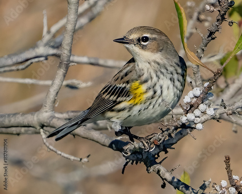 Yellow Rumped Warbler on a branch