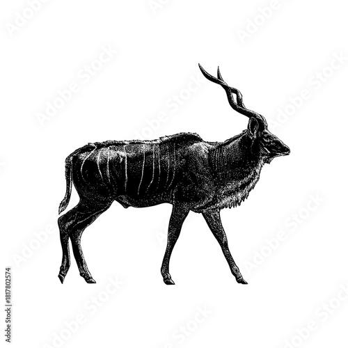 kudu, showcasing its elegant spiral horns, muscular body, and natural posture. The artwork features intricate shading and texture, highlighting the animal’s distinctive form.
