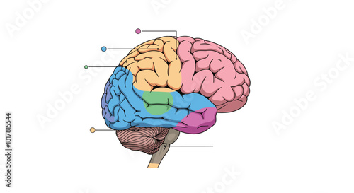 Anatomical illustration depicting different lobes of the human brain in a side view, showcasing its major sections and organization.