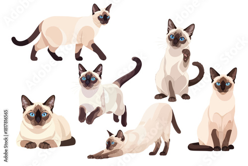 Cream Siamese Cat with Blue Eyes Multi Pose Collection Flat Vector Illustration on White Background