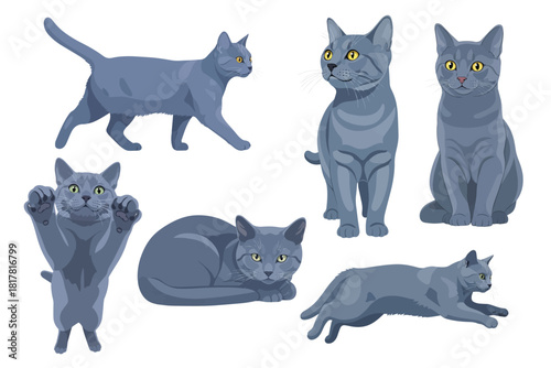 Bild auf Leinwand Soft Slate Blue Chartreux Cat Multiple Poses Flat Vector Illustration Isolated o