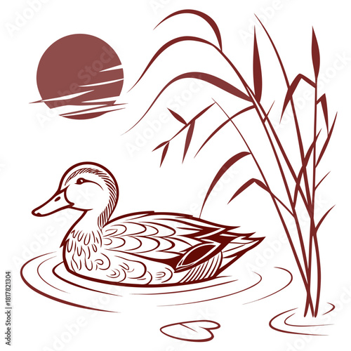Elegant brown outline illustration of a duck swimming peacefully in a pond with tall reeds and a setting sun in the background, isolated on