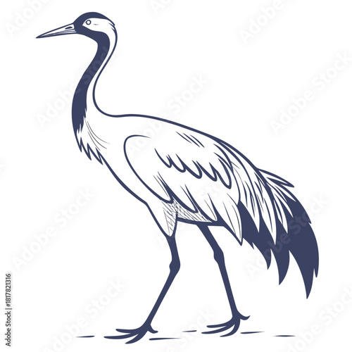 Elegant common crane bird illustration, a graceful and tall wading bird with long legs and neck, often found in wetlands, isolated on